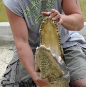 aligator_cesl_colo.jpg