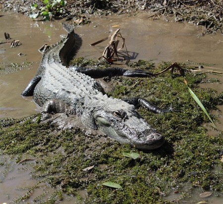 everglades_floride_cesl.jpg