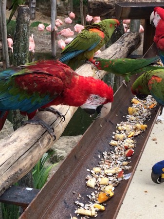 Photo séjour J’apprends à nager et je découvre les animaux