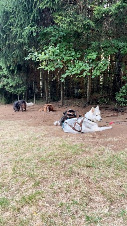 Photo séjour Cani-Rando