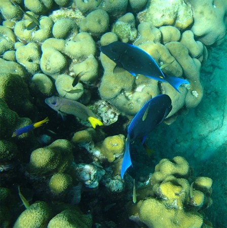 Photo séjour Douceurs en Guadeloupe