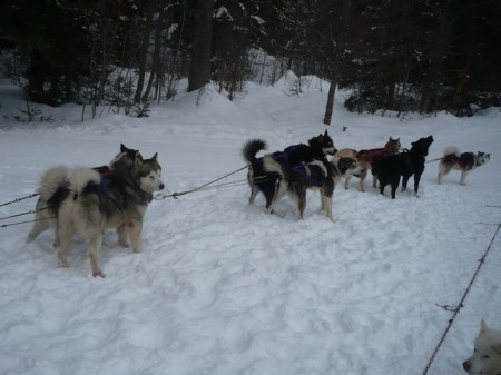 Photo séjour La vie de Musher