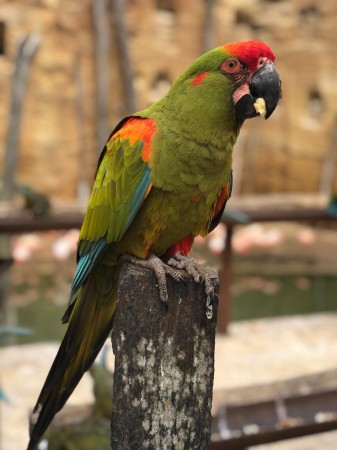 Photo séjour J’apprends à nager et je découvre les animaux