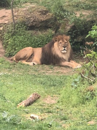 Photo séjour J’apprends à nager et je découvre les animaux