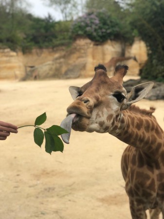 Photo une séjour J’apprends à nager et je découvre les animaux