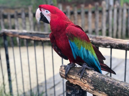 Photo séjour J’apprends à nager et je découvre les animaux