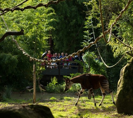 Photo séjour J’apprends à nager et je découvre les animaux