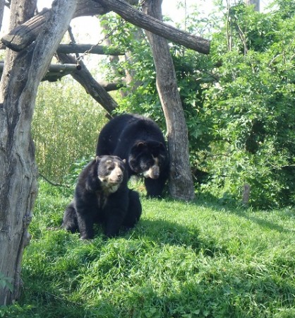 Photo séjour J’apprends à nager et je découvre les animaux