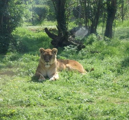 Photo séjour J’apprends à nager et je découvre les animaux