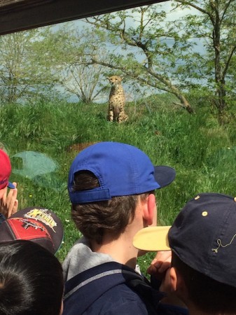 Photo séjour J’apprends à nager et je découvre les animaux