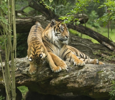 Photo séjour J’apprends à nager et je découvre les animaux