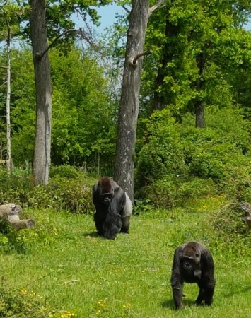 Photo séjour Futuroscope & Vallée des Singes