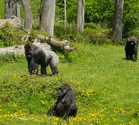 Photo séjour Futuroscope & Vallée des Singes