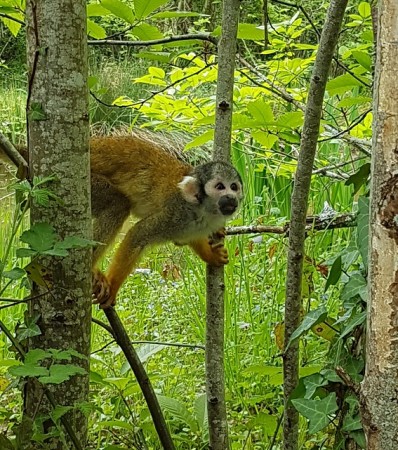 Photo séjour Futuroscope & Vallée des Singes