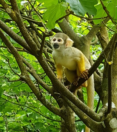 Photo séjour Futuroscope & Vallée des singes